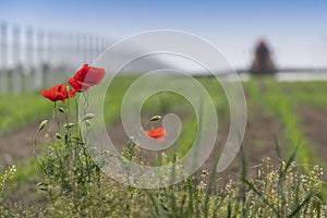 Red flower on green background. Poppy, red weed