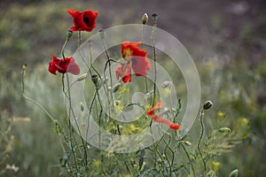 Red flower on green background. Poppy, red weed