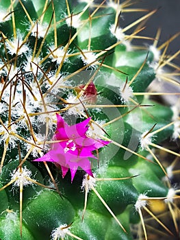 Red flower of a green cactus in an approximate view