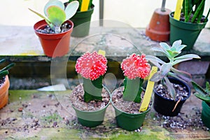 Red flower of Green Cactus Echinopsis mamillosa