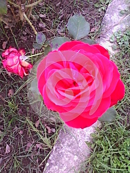 red flower
