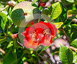 Red flower with a green fruit. Chaenomeles japonica, called the Japanese quince or Maule`s quince From UC Berkeley botanical gardn