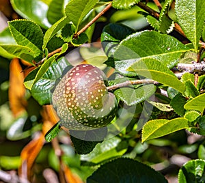 Red flower with a green fruit. Chaenomeles japonica, called the Japanese quince or Maule`s quince From UC Berkeley botanical gardn