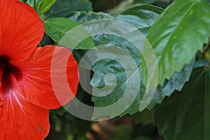 Red flower and green leaf