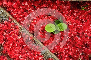 Red Flower and Green Leaf