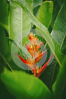 Red flower and green leaves abstract background. Nature and environmnet concept