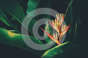 Red flower and green leaves abstract background. Nature and environmnet concept