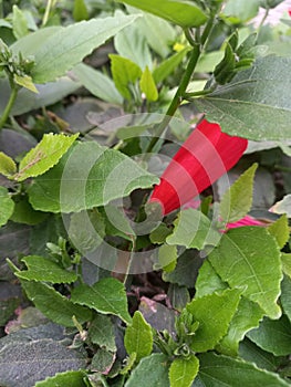 Red flower with green leaves background in the city photo