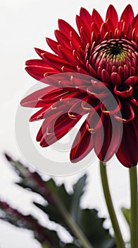 a red flower with green leaves and gray sky background and no clouds