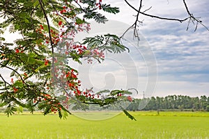 Red flower and green leaves on sunlight with rice field on sky and clouds