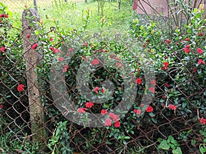 Red flower, green leaves, Surrounded by it , Gardening