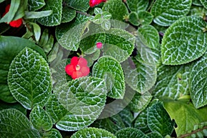 Red flower on green verdant bush