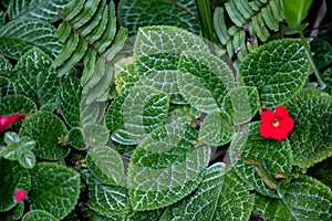 Red flower on green verdant bush