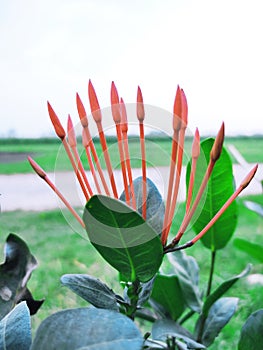 Red flower, greeny, flower with greeny, nature, save earth