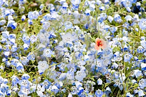 Red flower growth among blue nemophila background