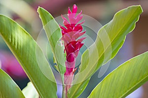 Red flower of Guam tropical plants tropics