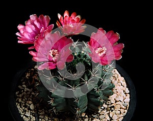 Red flower of gymnocalycium baldianum cactus