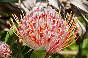 Red flower head of a leucospermum x cuneiforme \'rigoletto\' native to south africa photo