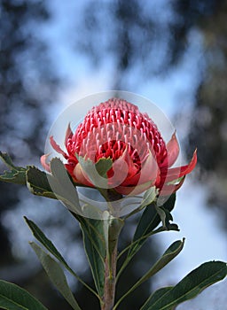 Red flower head of and native Australian Waratah, Telopea speciosissima