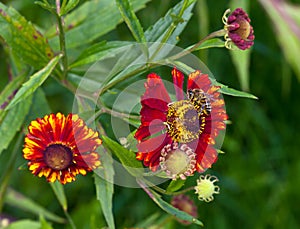 Red flower Helenium autumnale