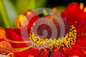 Red flower Helenium autumnale