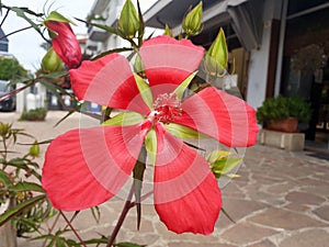 The red flower hibiscus coccineus walter photo
