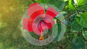 Red flower of Hibiscus in green background, close up