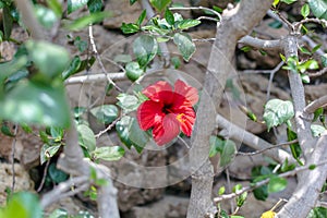 Red flower of Hibiscus rosa-sinensis
