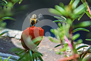 Red flower and honey bee in flight