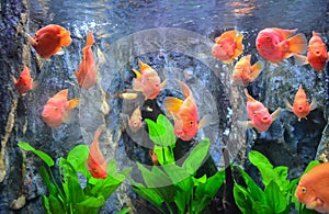 Red Flower Horn Fish
