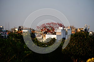 red flower on the house uniqe image hd