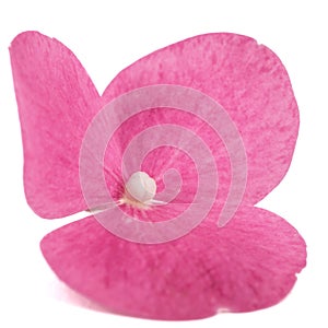 Red flower of hydrangea close-up, isolated on white background