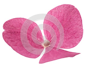 Red flower of hydrangea close-up, isolated on white background