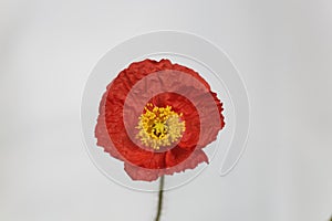 Red flower of an Iceland poppy, Papaver nudicaule