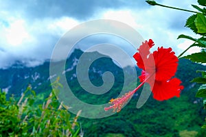 Red flower image with a green mountain background