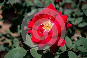 Red flower Ina a garden in Nyeri Kenya