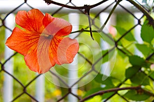 A red flower from the iron net