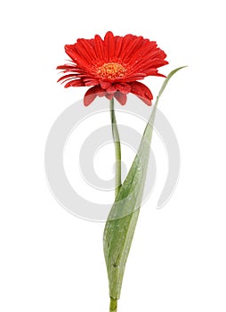 Red flower isolated