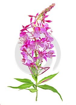 Red flower Isolated. Fireweed Rosebay Willowherb isolated on white background. Willow-herb isolated on white background.