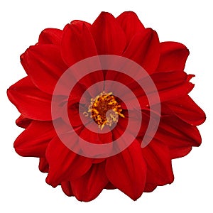 Red flower isolated