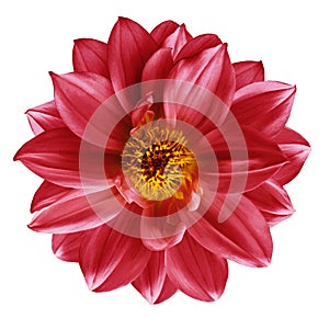 Red flower on isolated white isolated background with clipping path. Closeup. Beautiful Bright red flower for design. Dahlia.