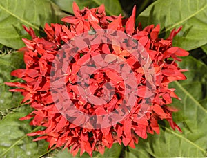 Red flower of ixora chinensis