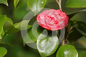 Red flower of Japanese camellia on a branch in a garden