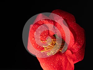 red flower- Japanese camellia, macro shot of red leaves with water droplets on a black background