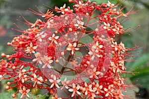 Red flower from a Jatropha