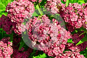 Red flower with large inflorescence and bright color of velvety flowers