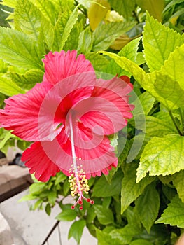 Red flower with leaves of hibiscus wallpaper