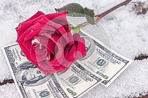 A red flower lies in the snow on top of money as a symbol of the purchase of love