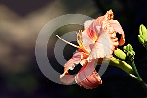 Red flower of the lily