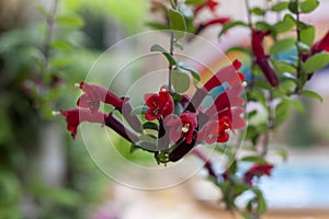 Red flower of Lipstick Vine or Aeschynanthus radicans jack bloom in the garden.